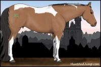Horse Color:Buckskin Tobiano