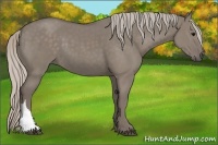 Horse Color:Silver Grullo 