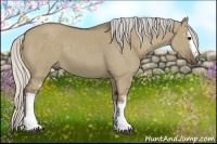 Horse Color:White Spotted Silver Grullo