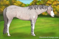 Horse Color:Bay Roan Sabino Appaloosa Rabicano 