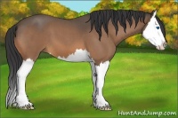 Horse Color:Buckskin Roan Splash