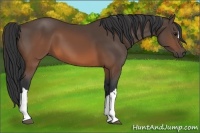 Horse Color:Brown 