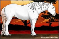 Horse Color:Red Roan Appaloosa 