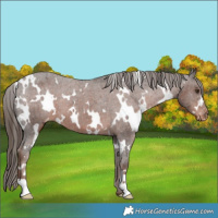 Horse Color:White Spotted Liver Chestnut Varnish