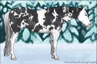 Horse Color:White Spotted Black Splash