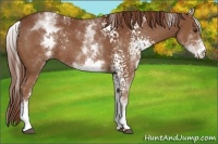 Horse Color:White Spotted Chestnut