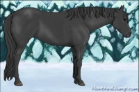 Horse Color:Smoky Black
