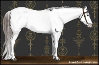 Horse Color:Liver Red Roan Appaloosa