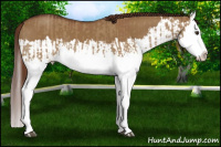 Horse Color:Red Dun Splash  and Gray Red Dun Splash 