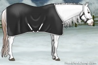 Horse Color:Chestnut Appaloosa 