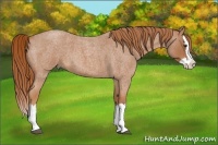 Horse Color:Red Roan Splash 