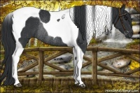 Horse Color:Black Tobiano Rabicano