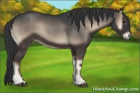 Horse Color:Blue Onyx