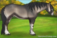 Horse Color:Blue Onyx 