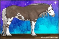 Horse Color:Silver Black Splash