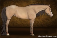 Horse Color:Amber Champagne Frame 