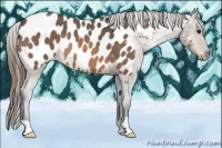 Horse Color:Buckskin Roan Appaloosa