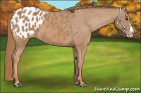 Horse Color:Chestnut Splash Appaloosa 