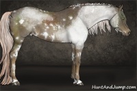 Horse Color:White Spotted Chocolate Palomino