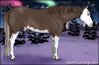 Horse Color:Liver Chestnut Splash 