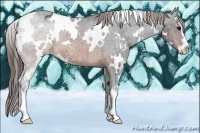 Horse Color:White Spotted Brown Sabino Appaloosa Rabicano