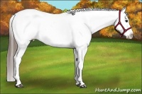 Horse Color:Blue Roan Splash Appaloosa 