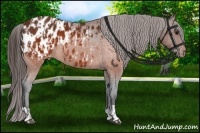 Horse Color:Brown Appaloosa  and Brown Appaloosa 