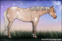 Horse Color:White Spotted Silver Bay 