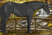 Horse Color:Black Rabicano 