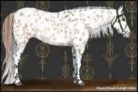 Horse Color:Buckskin Roan Dun Leopard 