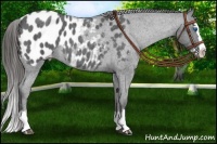 Horse Color:Blue Roan Splash Appaloosa 