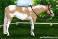 Horse Color:Silver Bay Dun Sabino Tobiano Frame Rabicano