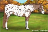 Horse Color:Chestnut Splash Near Leopard 