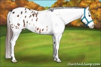 Horse Color:Bay Splash Appaloosa 