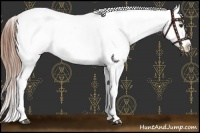 Horse Color:Chestnut Splash Appaloosa 