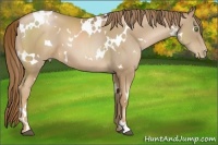 Horse Color:White Spotted Liver Chestnut Pearl 
