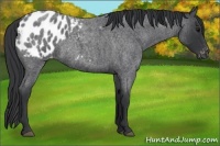 Horse Color:Blue Roan Appaloosa 