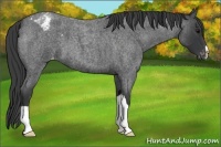 Horse Color:Blue Roan Varnish