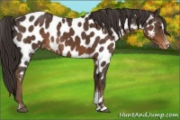 Horse Color:Liver Chestnut Sabino Appaloosa Rabicano 