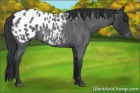 Horse Color:Blue Roan Appaloosa 