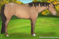 Horse Color:Amber Champagne Sabino 