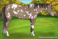 Horse Color:White Spotted Classic Champagne