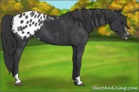 Horse Color:Black Sabino Appaloosa 