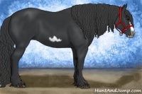 Horse Color:Black Splash Frame 