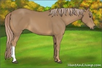 Horse Color:Palomino 