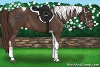 Horse Color:Liver Chestnut Tobiano