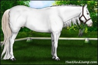 Horse Color:Chestnut Appaloosa