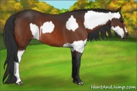 Horse Color:Bay Appaloosa  and Bay Rabicano 