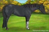 Horse Color:Black and Black