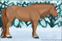 Horse Color:Chestnut and Chestnut Rabicano